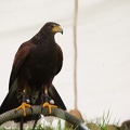 Heerbann_20140426-131310_5792.jpg