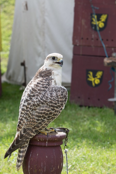 25._Burgfest_Stargard_20170813-114247_6792.jpg