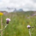 Scotland_20180717-140114_2138.jpg